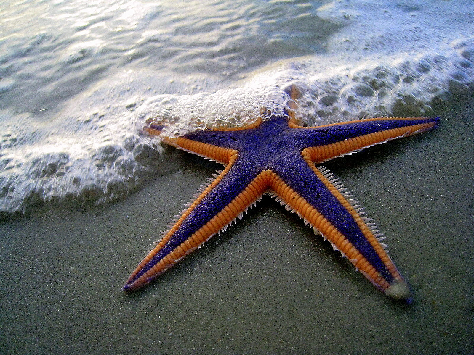 Royal Sea Star