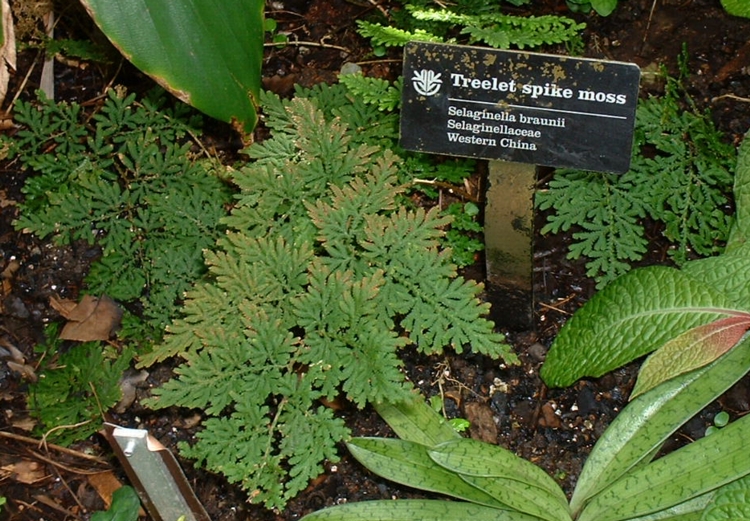 Treelet Spike Moss